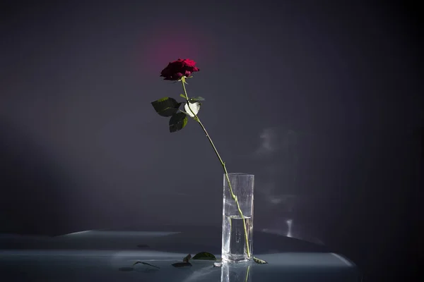 Red big rose with glass vase. High quality photo