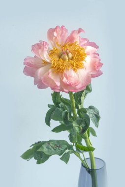 İzole edilmiş bir geçmişi olan bir mercan sümsüğü. Yüksek kalite fotoğraf