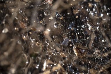 Örümcek ağı çamuru ve damlaların karışımını bulanıklaştırmış. Makro. Merkeze odaklan. Yüksek kalite fotoğraf
