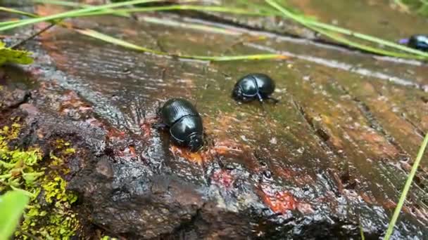 Escarabajos Del Bosque Comiendo Tronco Árbol Imágenes Alta Calidad — Vídeo de stock