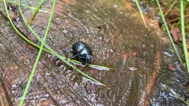 Escarabajos Del Bosque Comiendo Tronco Árbol Imágenes Alta Calidad — Vídeo de stock