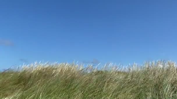 Dune Hornbeam Moved Strong Wind High Quality Fullhd Footage — Stock Video