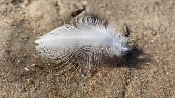 砂の上の風に白い羽のフラッター 高品質の4K映像 — ストック動画