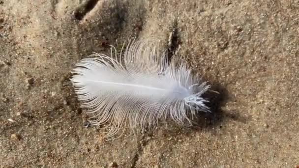 White Feather Flutters Wind Sand High Quality Footage — Stock Video