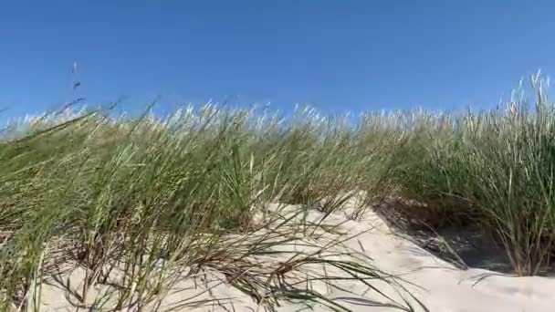 Dune Chifre São Movidos Por Vento Forte Imagens Alta Qualidade — Vídeo de Stock