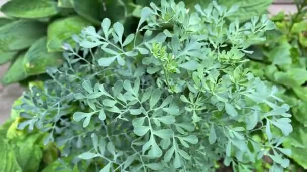Ruta Graveolens Commonly Known Rue High Quality Footage — Stock Video