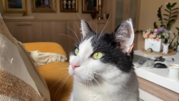 Zamaskowany Kot Zobaczył Coś Ciekawego Marszczył Brwi Wysokiej Jakości Materiał — Wideo stockowe