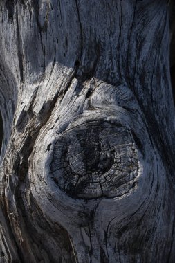 Çok eski bir denizin dokusu ahşabı bulanık bölgelerle yıkadı. Yüksek kalite fotoğraf