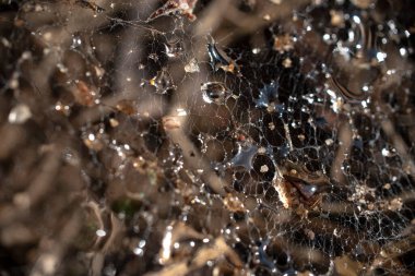 Örümcek ağı çamuru ve damlaların karışımını bulanıklaştırmış. Makro. Merkeze odaklan. Yüksek kalite fotoğraf