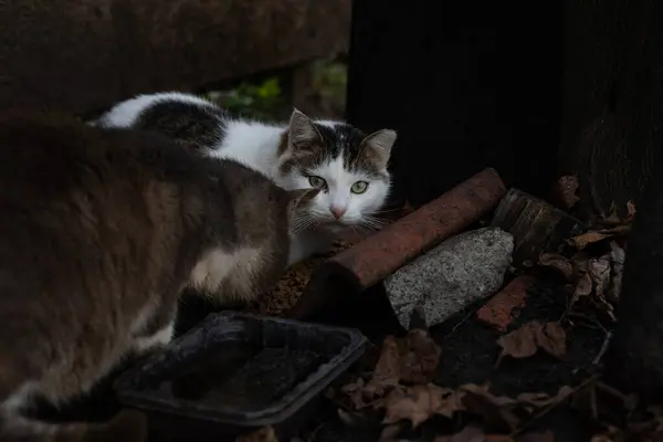 İki vahşi kedi yemek yiyor. Yüksek kalite fotoğraf