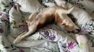 Köpek insanların yatağında yatıyor. Yüksek kalite 4k görüntü