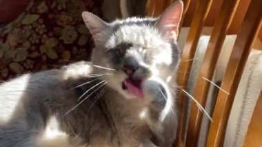 Evde, kedi çocuk kendini kanepede yıkıyor. Yüksek kalite 4k görüntü