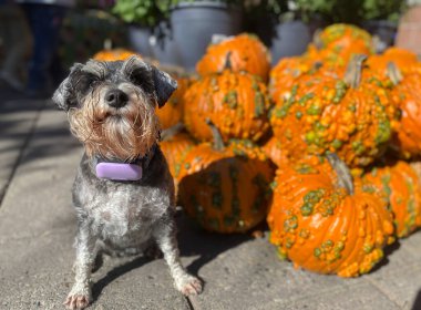 Bir sürü turuncu Cadılar Bayramı balkabağı ve bir Zwergschnauzer köpeği.