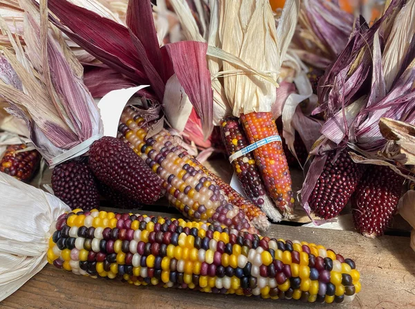 Multicolored corn: Indian corn, purple and yellow corn, sweet corn at market