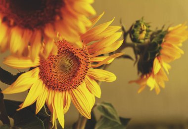 Güneşli bir yaz gününde açan sarı ayçiçeğinin yakın çekimi. Bir yaprağa odaklan..