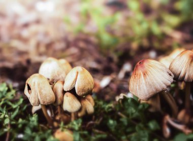 Ormandaki mantarlara yakın çekim