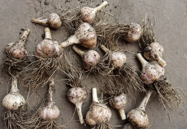 Freshly harvested garlic in the garden. The concept of organic farming.