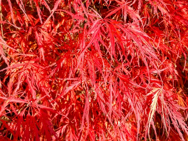 Red Leaves Background Fall — Stock Photo, Image