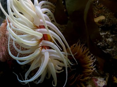 Sahildeki bir resifte aktinia equina. Deniz Akvaryumu