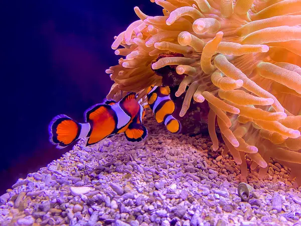 Sea anemone and clown fish in marine aquarium