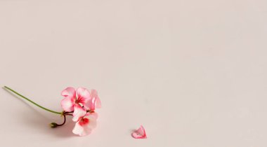 Itır inquinans yaygın Sardunya bilinen, çiçekli bitkiler Turnagagasıgiller ailesindeki bir cinsidir.