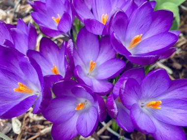 Crocus tommasinianus Ruby Dev yakın çekim.