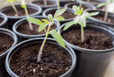 Plastik kaplarda domates fideleri. Küçük domates tohumları. Pencerede sebze yetiştiriyor..