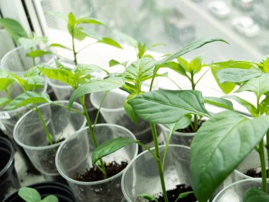 Paprika bitkileri pencere eşiğinde saksılarda, bahçelerde ve fidanlıklarda filizleniyor.