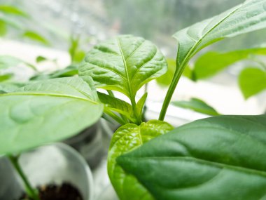 Paprika bitkileri pencere eşiğinde saksılarda, bahçelerde ve fidanlıklarda filizleniyor.