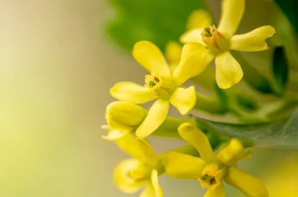Frenk üzümünden sarı çiçekler. Ribes aureum Pursh. Seçici odaklanma. Yaratıcı vintage arkaplan.