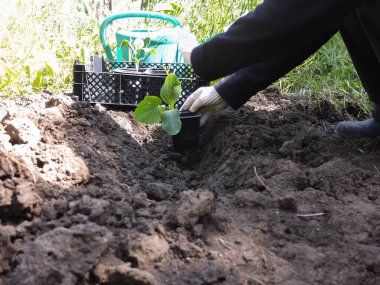 Bir kadın yatağa balkabağı tohumu ekiyor. Bahçe işleri, sebze bahçesi, sebze yetiştirme.
