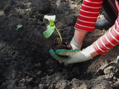 Yatağa dikmeden önce kabak fideleri, sulama için konserve sulama. Sebze yetiştirme sebze yetiştirme kavramı.