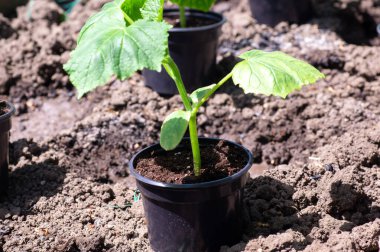 ?Yatağa ekmeden önce salatalık fideleri, sulama için konserve sulama. Sebze yetiştirme sebze yetiştirme kavramı.