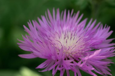 Tarladaki kutsal süt devedikeni çiçekleri, yakın çekim. Silybum marianum bitkisel ilaç, Saint Mary 's Thistle Cardus marianus çiçeği