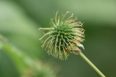 Close up footage of perennial wildflower, Geum urbanum clipart