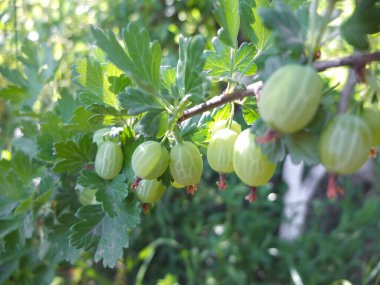 Böğürtlen dalları ve olgun meyveler.