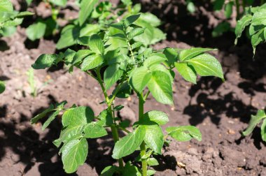 The potatoes are growing in the bed. Concept of vegetable garden, gardening, growing vegetables clipart