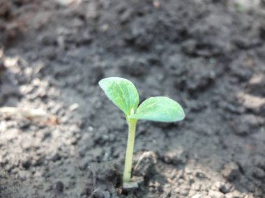 Yatağa dikmeden önce kabak fideleri, sulama için konserve sulama. Sebze yetiştirme sebze yetiştirme kavramı.