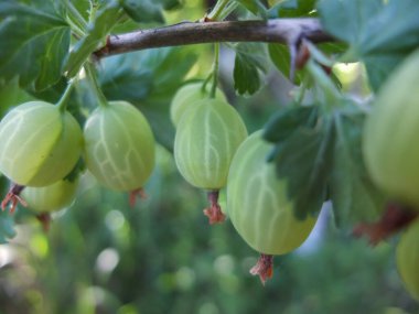 Böğürtlen dalları ve olgun meyveler.