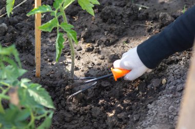 Domates salatalığının yakınındaki toprağı gevşetmek. Bahçe işleri, sebze yetiştirme, sebze yetiştirme.