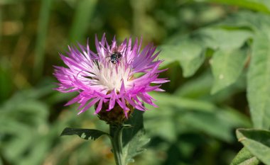 Devedikeni çiçeğinin yakın çekimi.