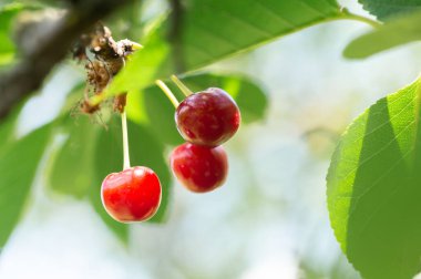Arka plan için bir daldaki kiraz ağacının yakın plan görüntüsü