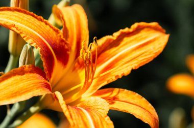 Lilium lancifolium. Turuncu-siyah çiçekli bir bitki. Vatandaşlığa kabul edilmiş.