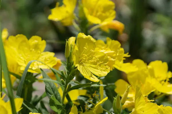 stock image Oenothera macrocarpa is a perennial plant with yellow flowers