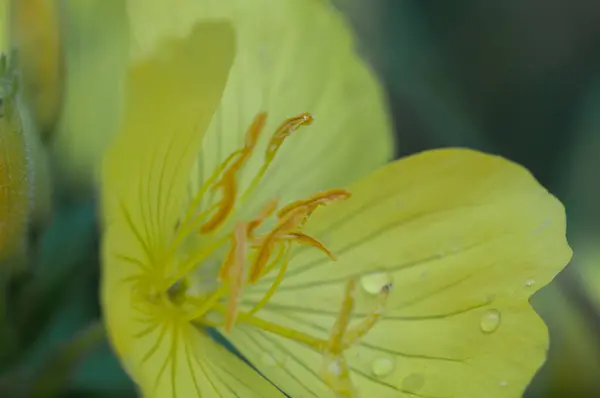 Oenothera makrocarpa, sarı çiçekli uzun ömürlü bir bitkidir.