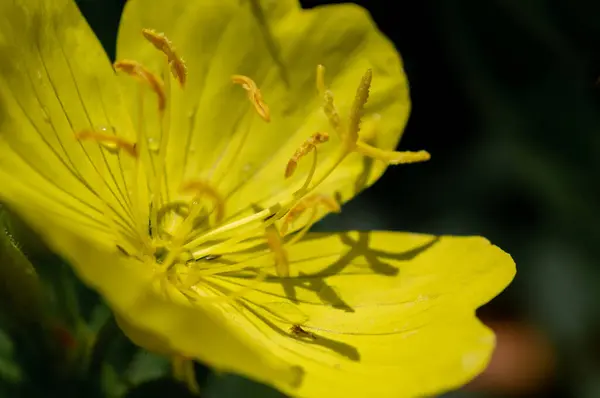 stock image Oenothera macrocarpa is a perennial plant with yellow flowers