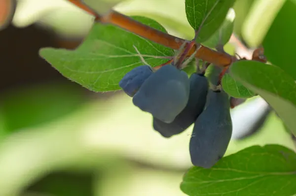 stock image Honeysuckle branch with blue ripe berries.