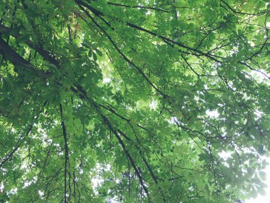 Arkaplan için yeşil ağaç dalları