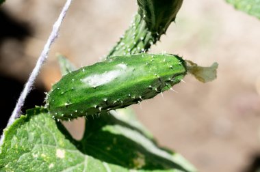 Soğuk suyla serpilmiş, kıvrılmış bir salatalığın yakın çekimi.