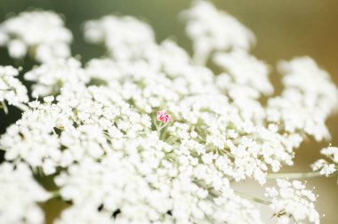 Tohum oluşumundan önce çiçek açan havuçlar. Daucus Carota.